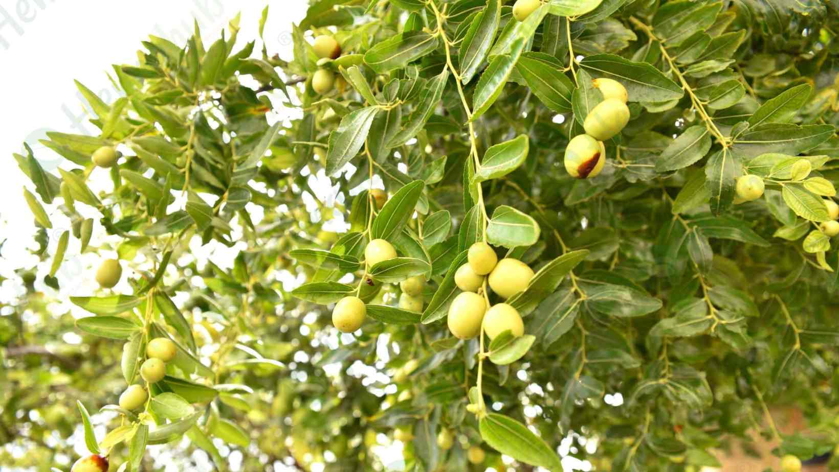 Exploring Sidr Powder: Traditional Uses and Benefits in North Africa