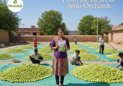 Amla Powder – From Farm to Factory